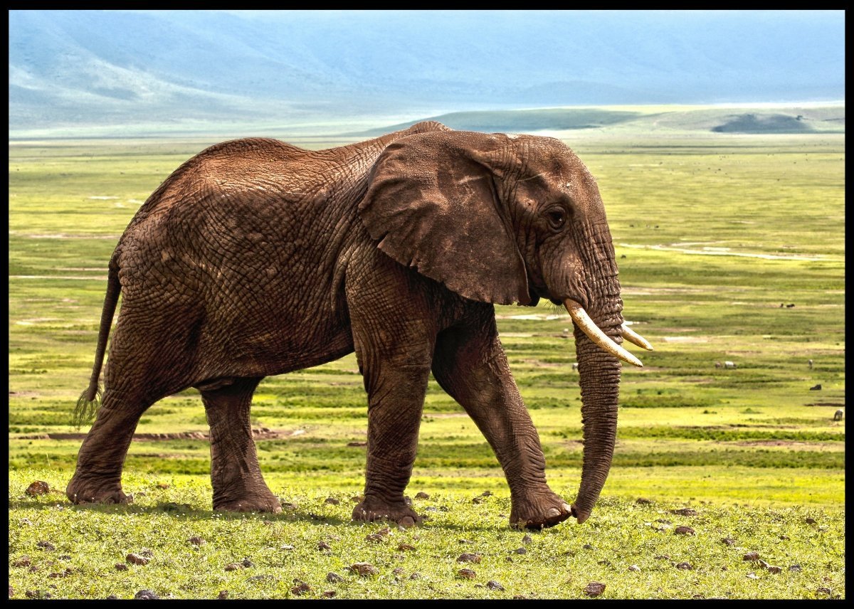 Elefant på savannen poster - Plakatbar.no