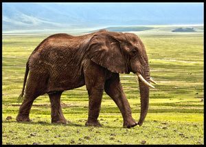 Elefant på savannen poster - Plakatbar.no