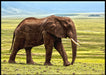 Elefant på savannen poster - Plakatbar.no