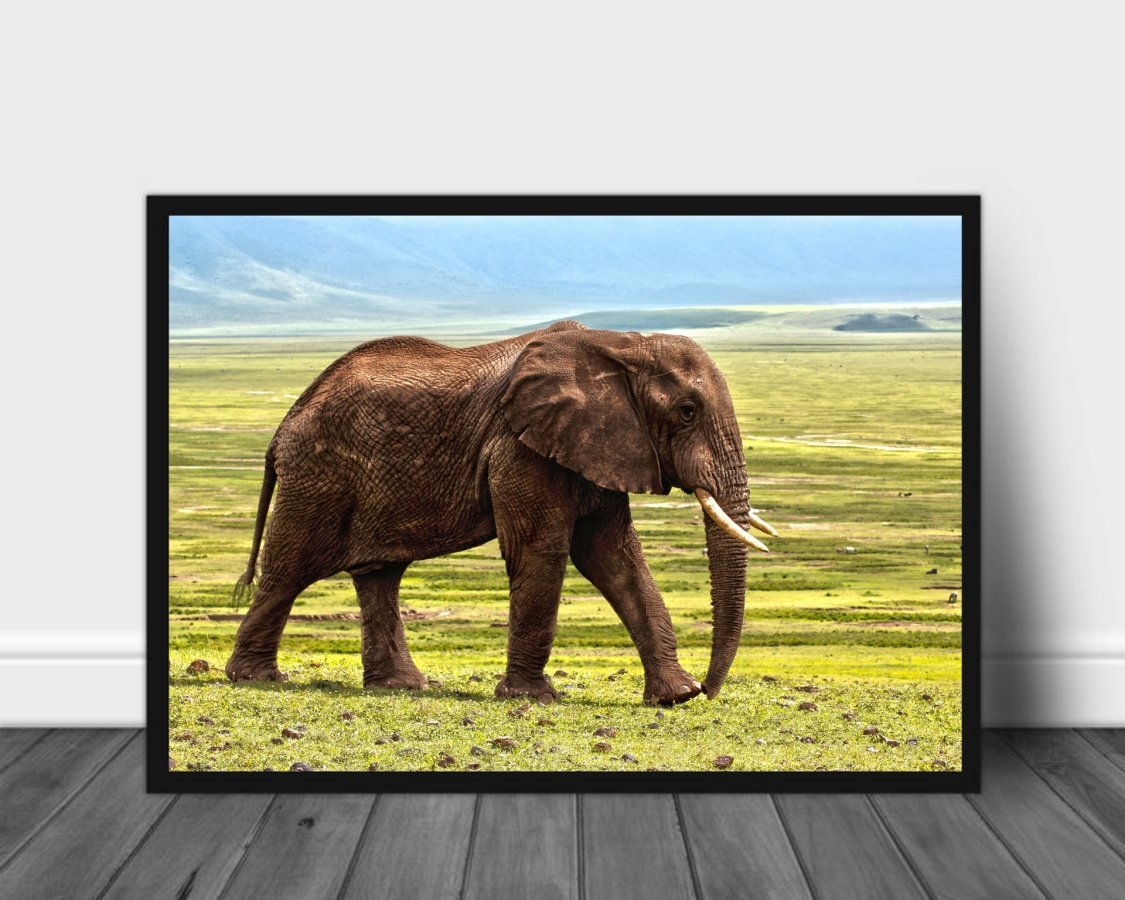 Elefant på savannen poster - Plakatbar.no