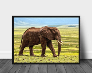 Elefant på savannen poster - Plakatbar.no