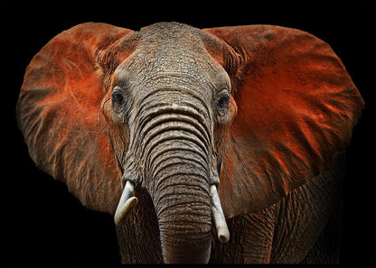 Elefant portrett - Plakat - Plakatbar.no
