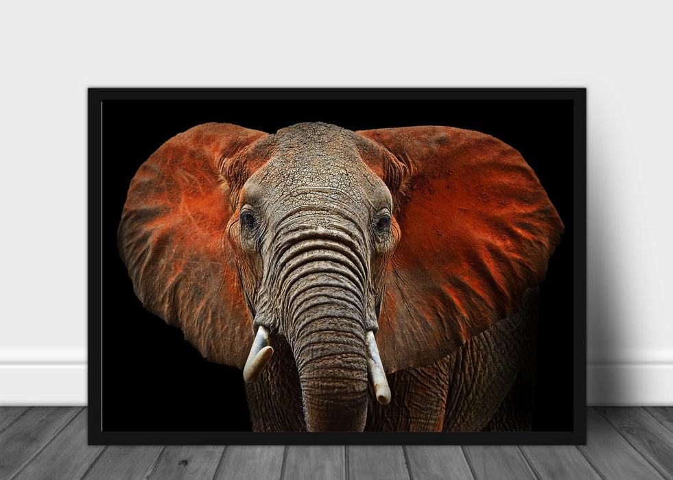 Elefant portrett - Plakat - Plakatbar.no