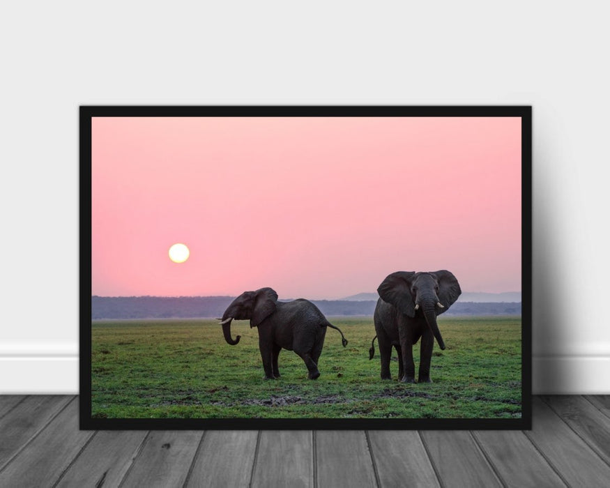 Elefanter mot rosa kveldshimmel poster - Plakatbar.no
