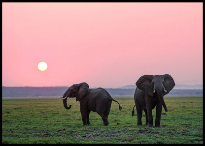 Elefanter mot rosa kveldshimmel poster - Plakatbar.no