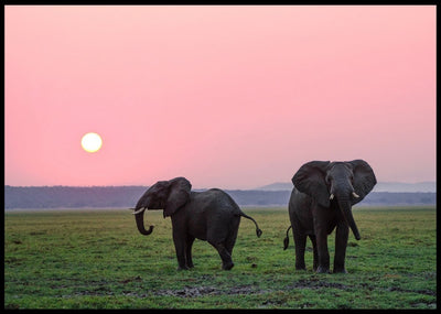 Elefanter mot rosa kveldshimmel poster - Plakatbar.no