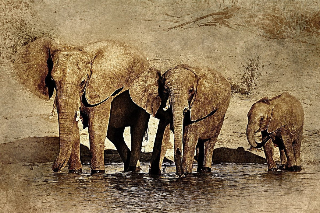 Elefanter ved vannhull poster - Plakatbar.no