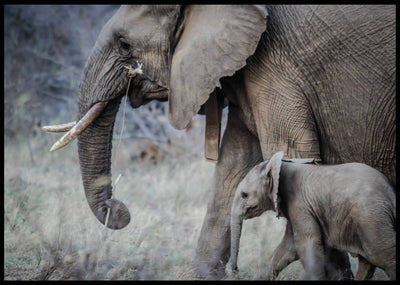 Elefantmor med baby poster - Plakatbar.no