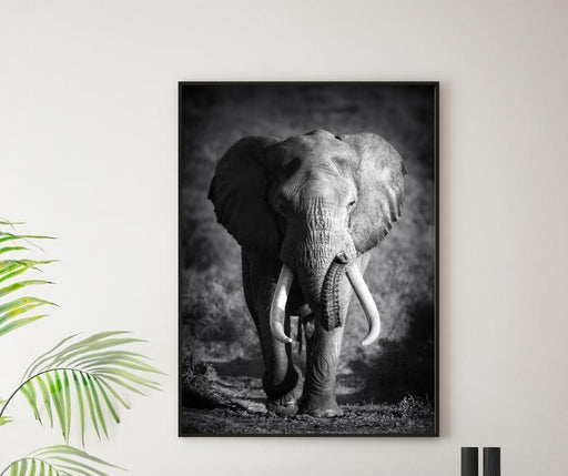 Elephant Bull Poster - Plakatbar.no