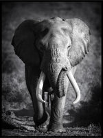 Elephant Bull Poster - Plakatbar.no