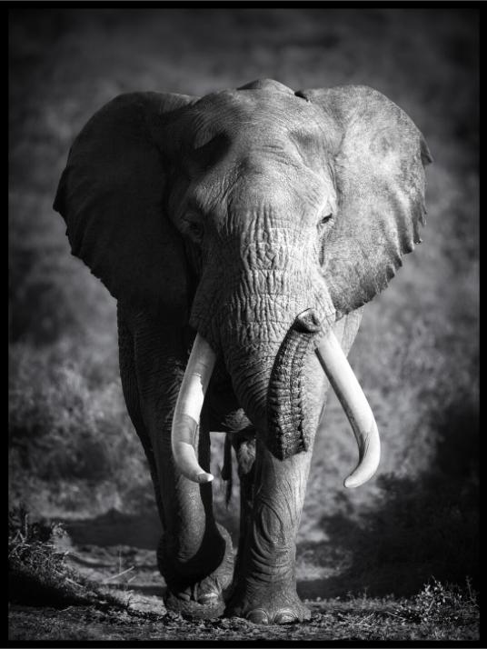 Elephant Bull Poster - Plakatbar.no