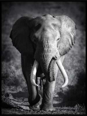 Elephant Bull Poster - Plakatbar.no