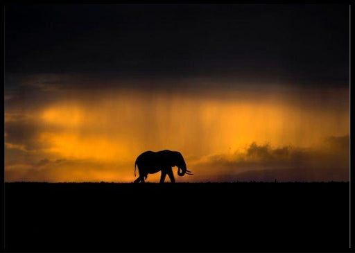 Elephant in a rainstorm at sunset poster - Plakatbar.no