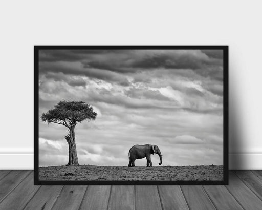 Elephant landscape poster - Plakatbar.no