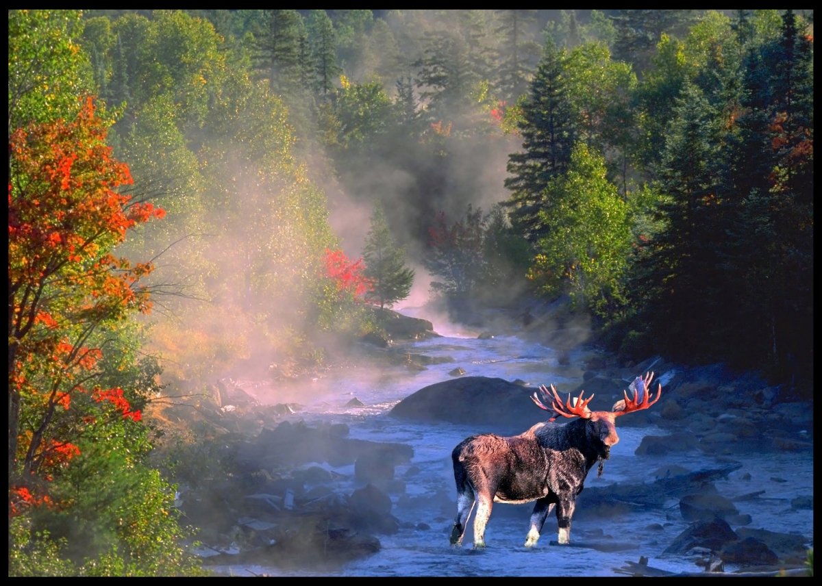 Elg i elven - Plakat - Plakatbar.no