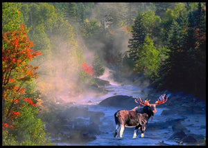 Elg i elven - Plakat - Plakatbar.no