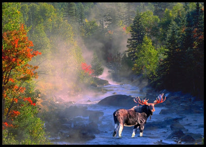 Elg i elven - Plakat - Plakatbar.no