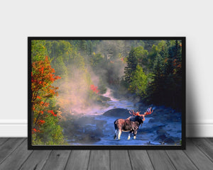 Elg i elven - Plakat - Plakatbar.no