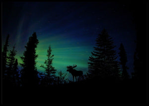 Elg i silhuett - Plakat - Plakatbar.no