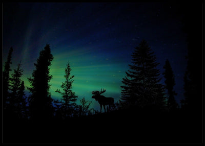 Elg i silhuett - Plakat - Plakatbar.no