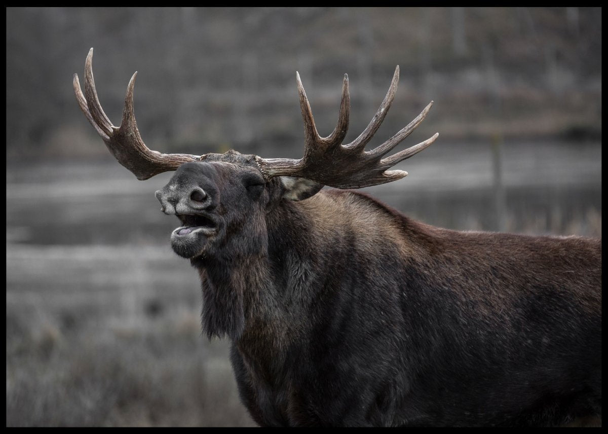 Elg som brøler poster - Plakatbar.no