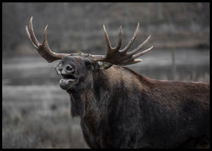 Elg som brøler poster - Plakatbar.no
