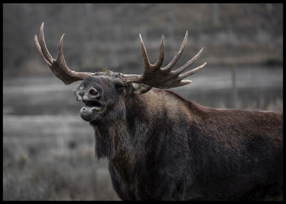 Elg som brøler poster - Plakatbar.no