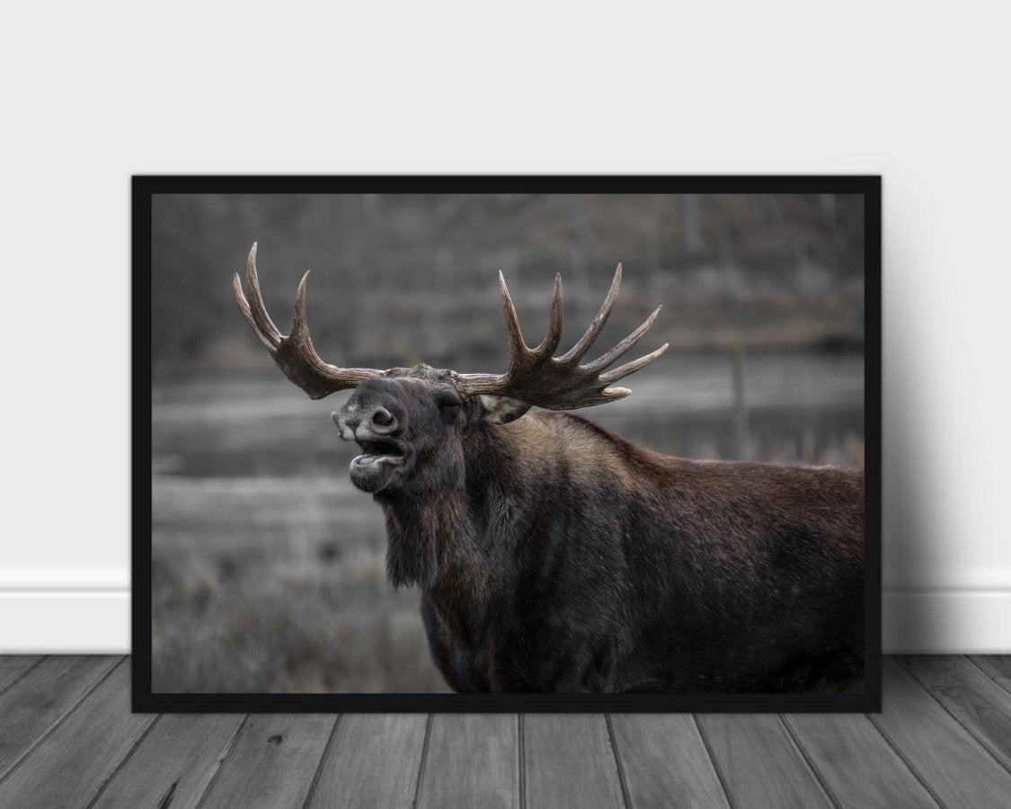 Elg som brøler poster - Plakatbar.no