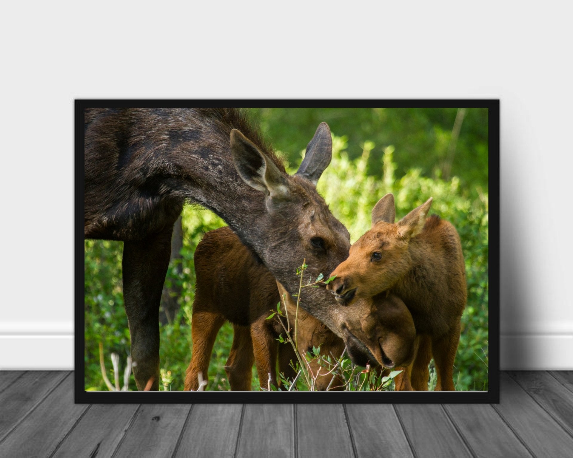 Elgmamma og kalv - Plakat - Plakatbar.no