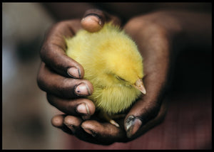 En fugl i hånden poster - Plakatbar.no