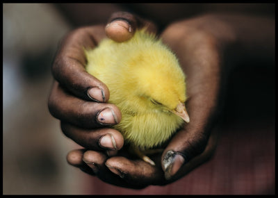 En fugl i hånden poster - Plakatbar.no