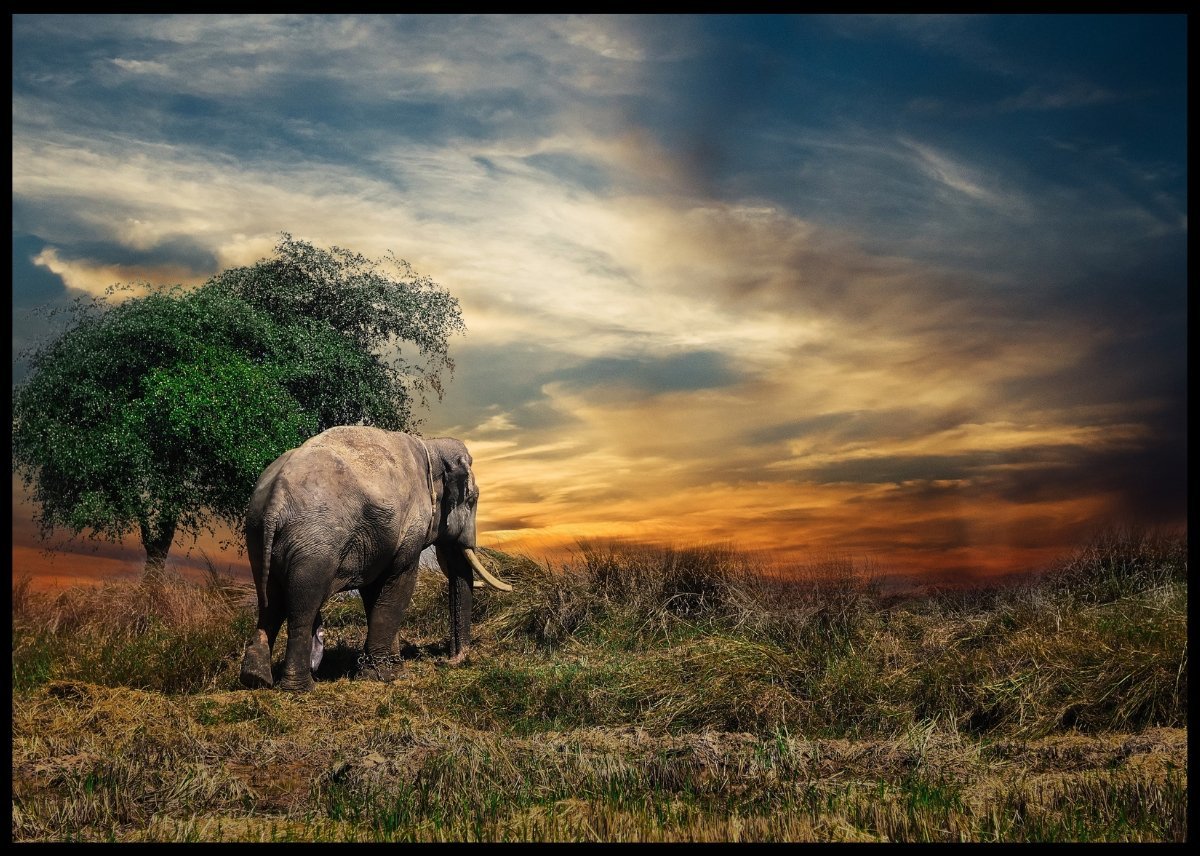 Enslig elefantokse poster - Plakatbar.no