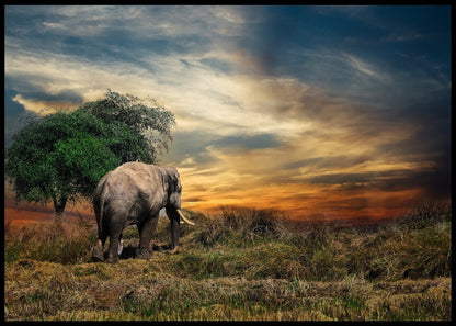 Enslig elefantokse poster - Plakatbar.no