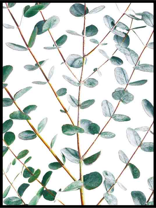 Eucalyptus - Botanisk Plakat