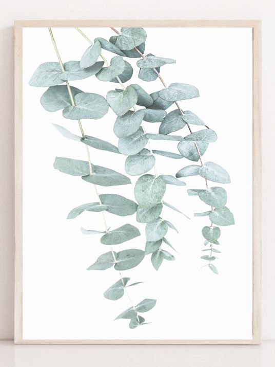 Eucalyptus I - Plakatbar.no