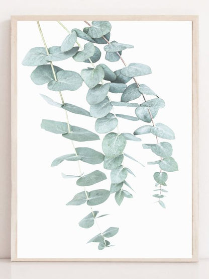 Eucalyptus I - Plakatbar.no