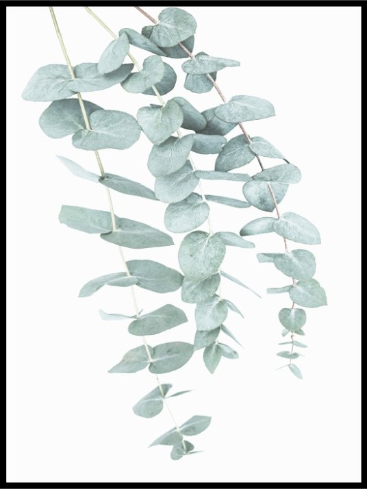 Eucalyptus Poster - Plakatbar.no