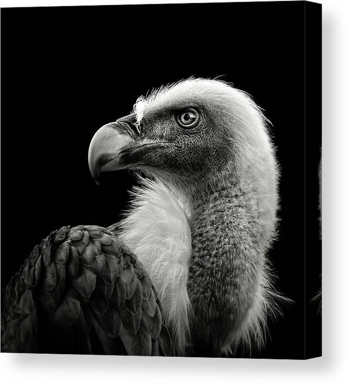 Eurasian Griffon - kvadratisk lerret - Plakatbar.no