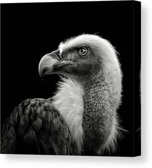 Eurasian Griffon - kvadratisk lerret - Plakatbar.no
