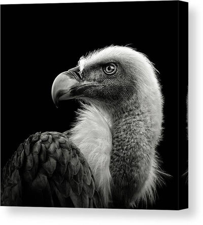 Eurasian Griffon - kvadratisk lerret - Plakatbar.no