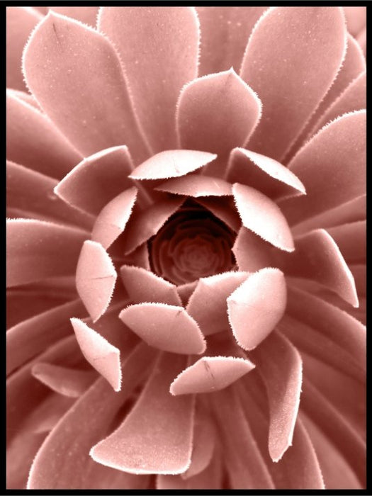 Fargerik rosa sukkulent - Botanisk Plakat - Plakatbar.no