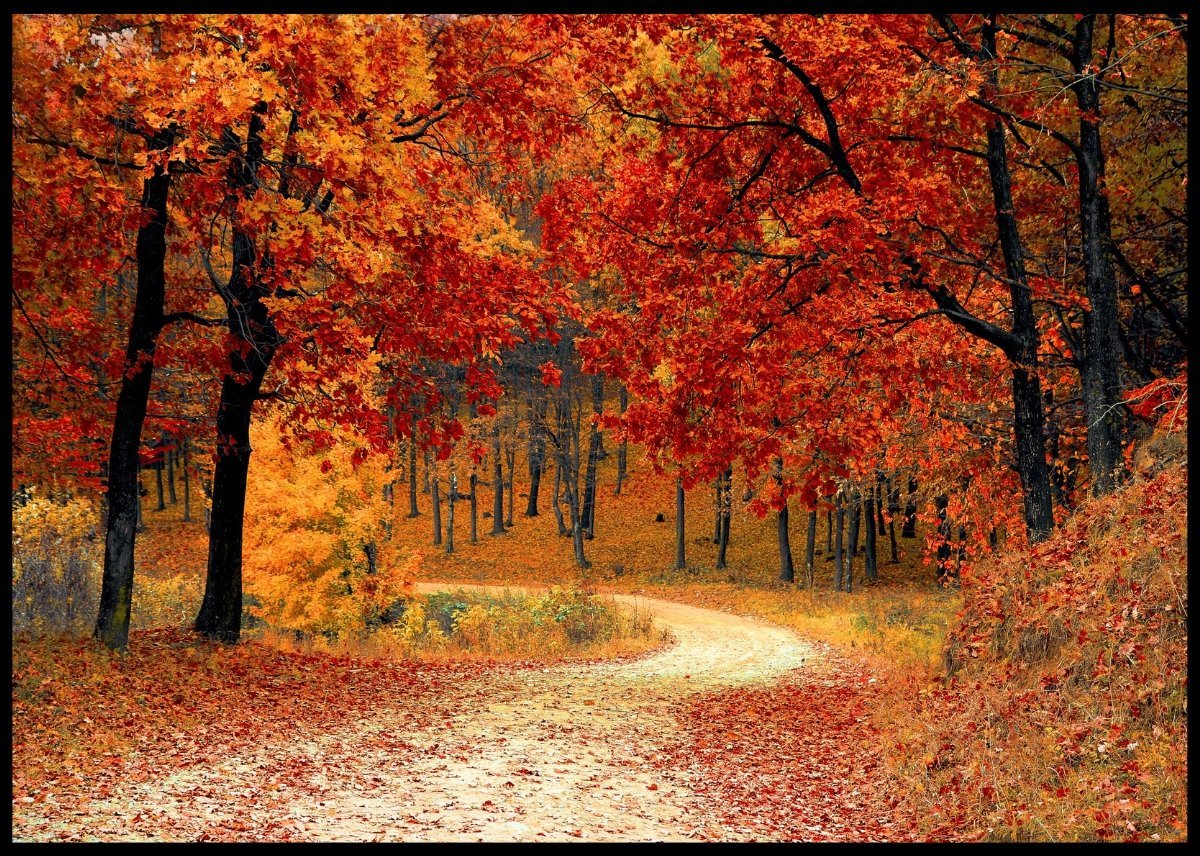 Fargerik skogsposter - Plakatbar.no