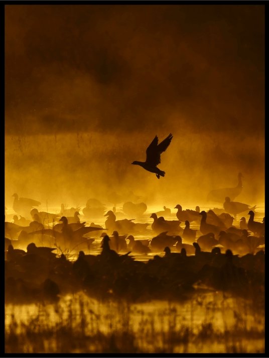 Fire in the Mist - poster