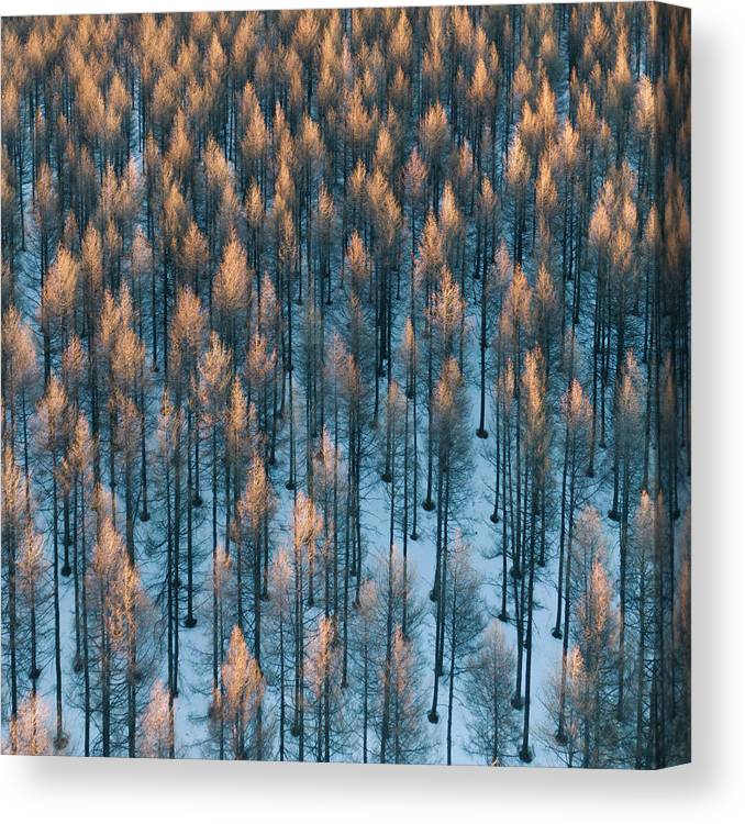 Fire på kvadratisk lerret - Plakatbar.no