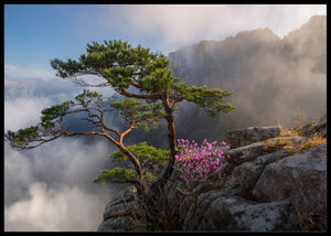 Fjell furu poster - Plakatbar.no