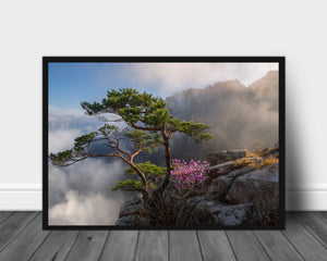 Fjell furu poster - Plakatbar.no