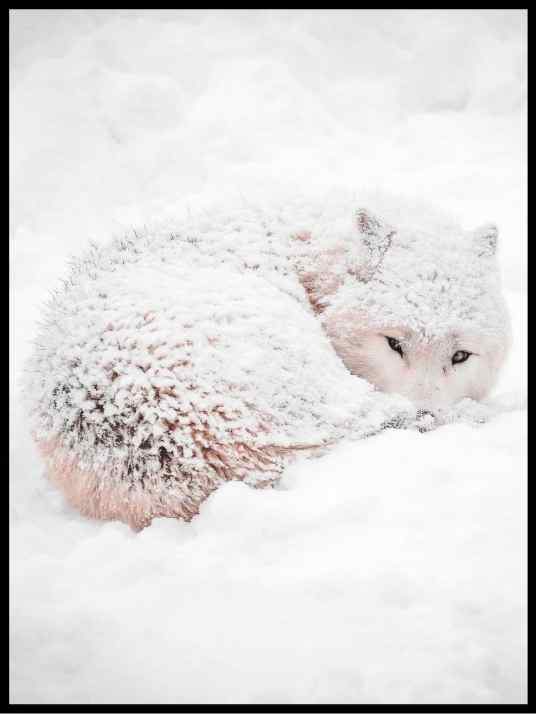 Fjellreven - Plakatbar.no