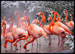 Flamingoer i snødrev Poster - Plakatbar.no