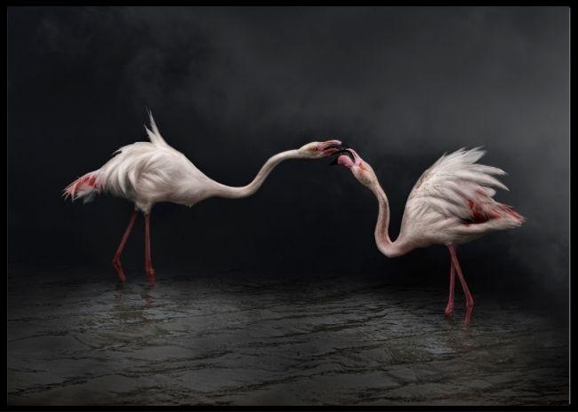 Flamingoes in the night poster