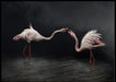 Flamingoes in the night poster - Plakatbar.no